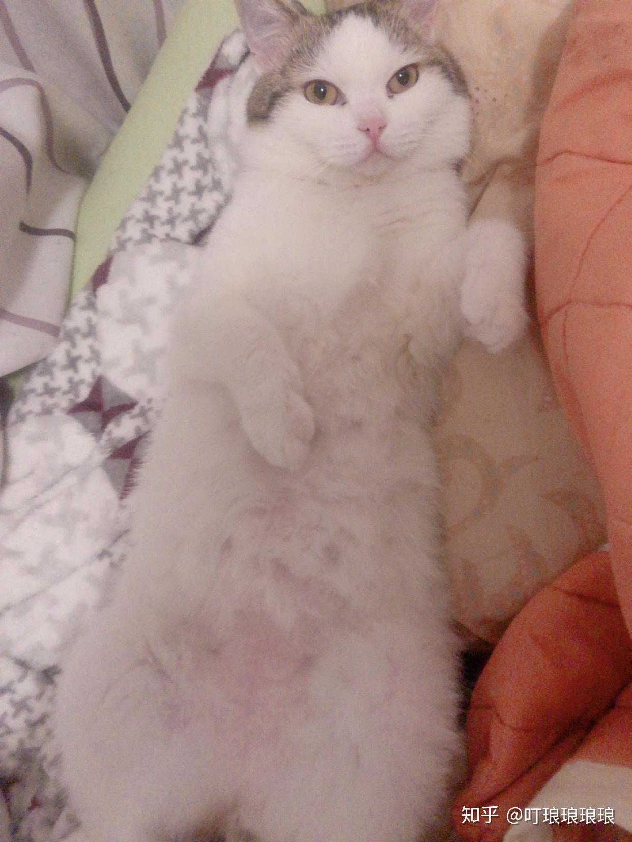 猫咪怎么看有没有猫藓 v2-123f7a6aca0e4d548db736fe7db52a4c_r.jpg