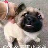 小狗