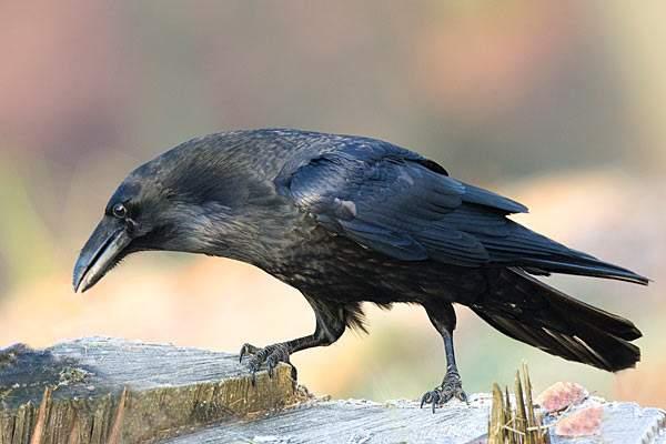 管你是白鸦还是乌鸦没有消费就没有生产