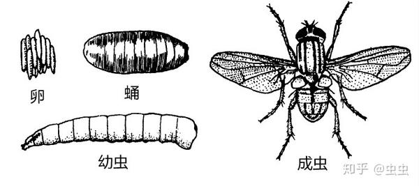 家里常见苍蝇种类