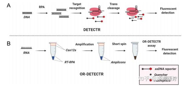 知识分享 基于crispr Cas系统的诊断技术 知乎