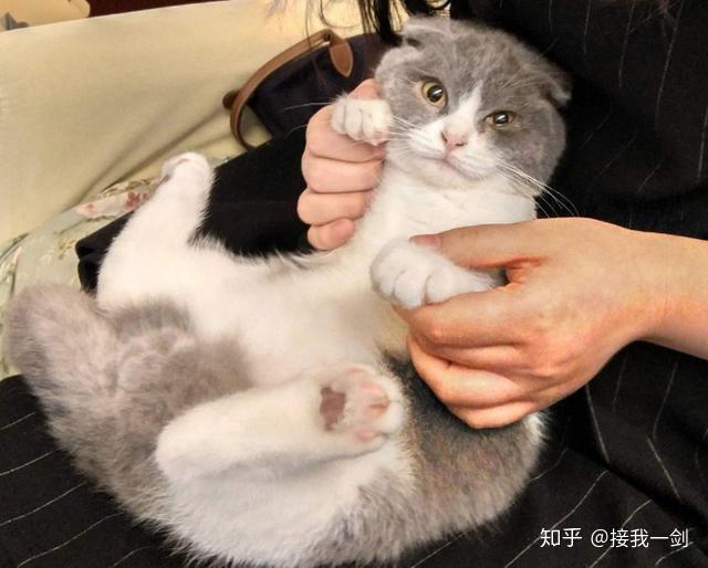 抱猫的4种方式,主人学会了,猫咪不挣扎! - 知乎