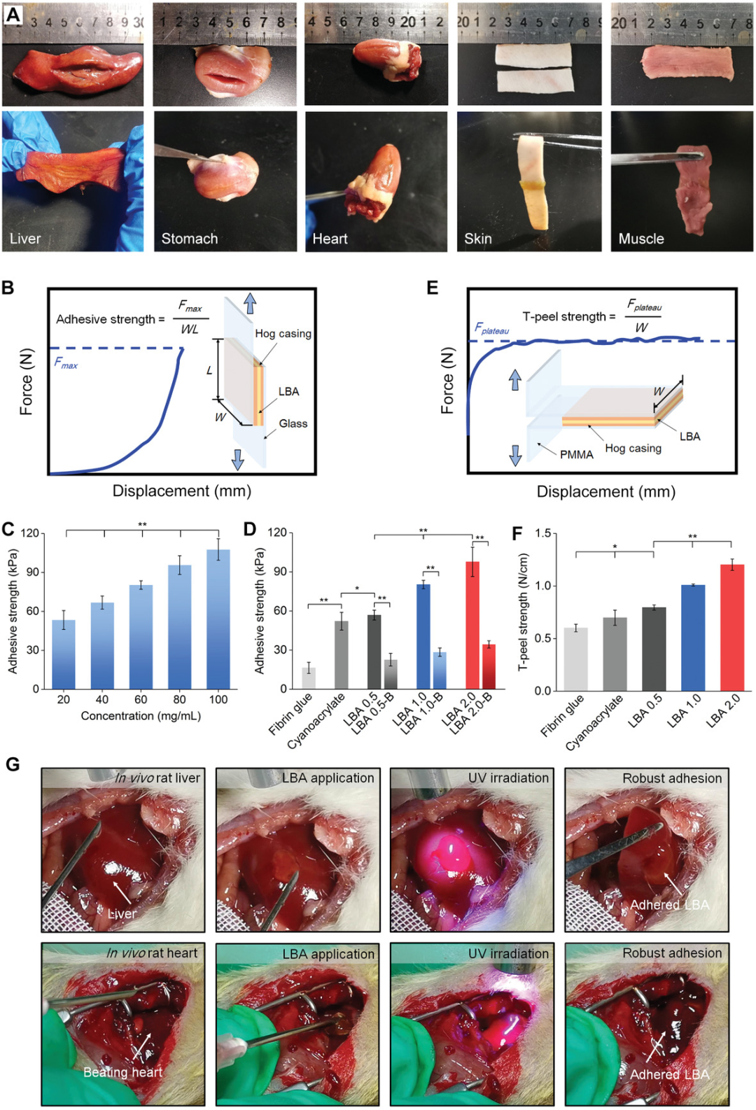 西安交通大学徐峰afm急救胶粘剂无毒止血抗菌加快伤口愈合生物降解