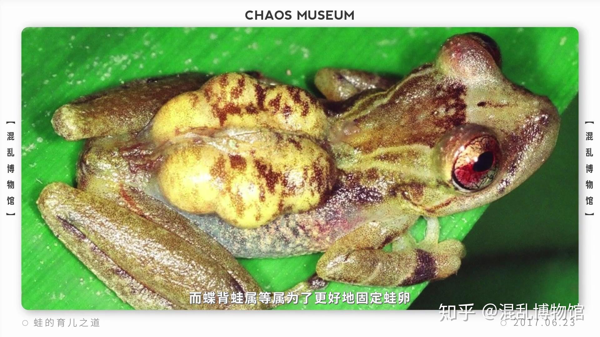 有哪些令人费解感到奇怪的动物行为gif或视频为什么会这样