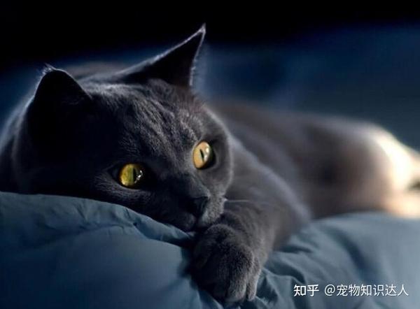 为什么养玄猫的人那么少？其实原因大概就几个 - 知乎
