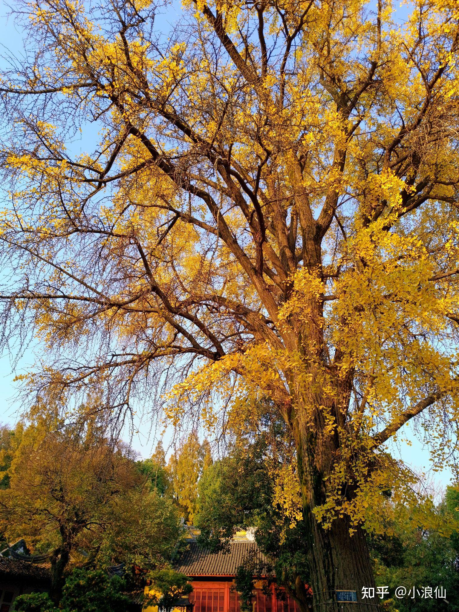 苏州上方山百年银杏染黄秋天～ - 知乎