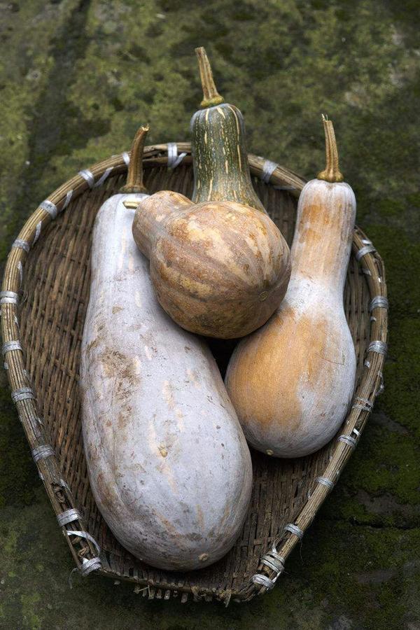 为什么没有北瓜?