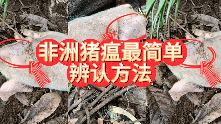 非洲猪瘟最简单的辨认方法,非瘟区别其他猪病鉴别方法 - 知乎