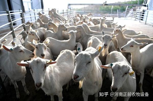 养羊人必看!为什么一定要给羊喂盐 - 知乎