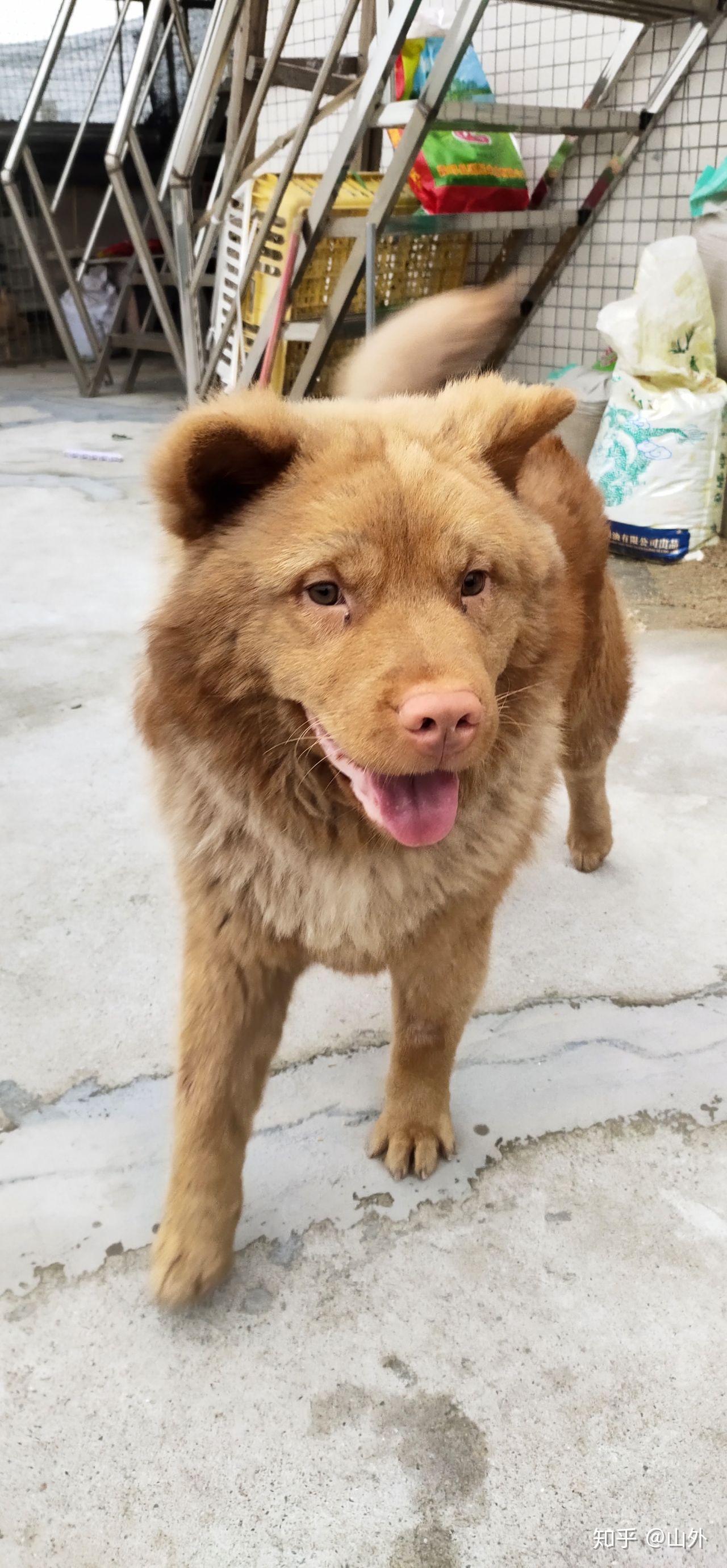 有没有养五红狗的? - 知乎