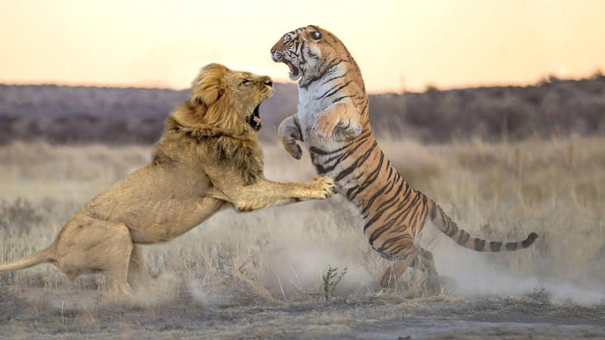 巨狮vs巨虎图片图片