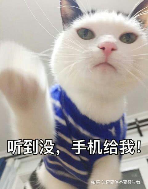 可以给我康康你们的猫猫表情包嘛