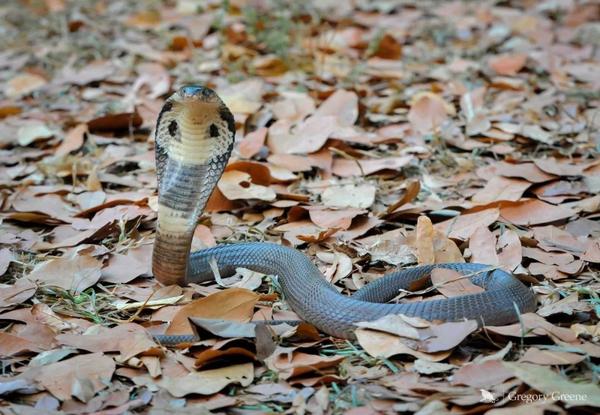 资讯蛇类科普蛇哥因直播找蛇被抓一男子将我国可售鸟类运至泰国未发觉
