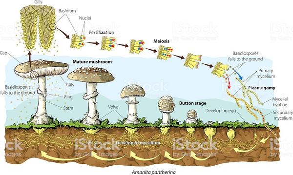 蘑菇生长过程及构造 - 知乎