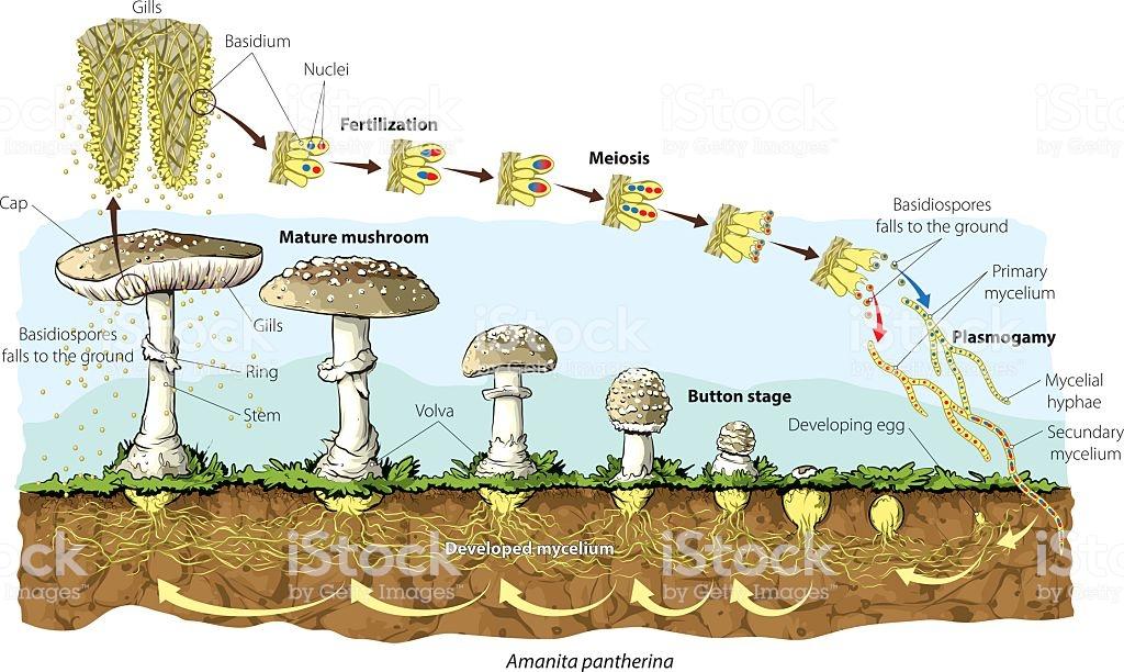蘑菇生长过程图图片
