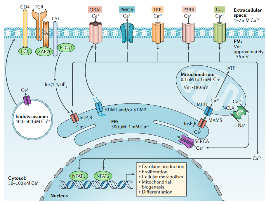流式细胞术9大应用 - 知乎