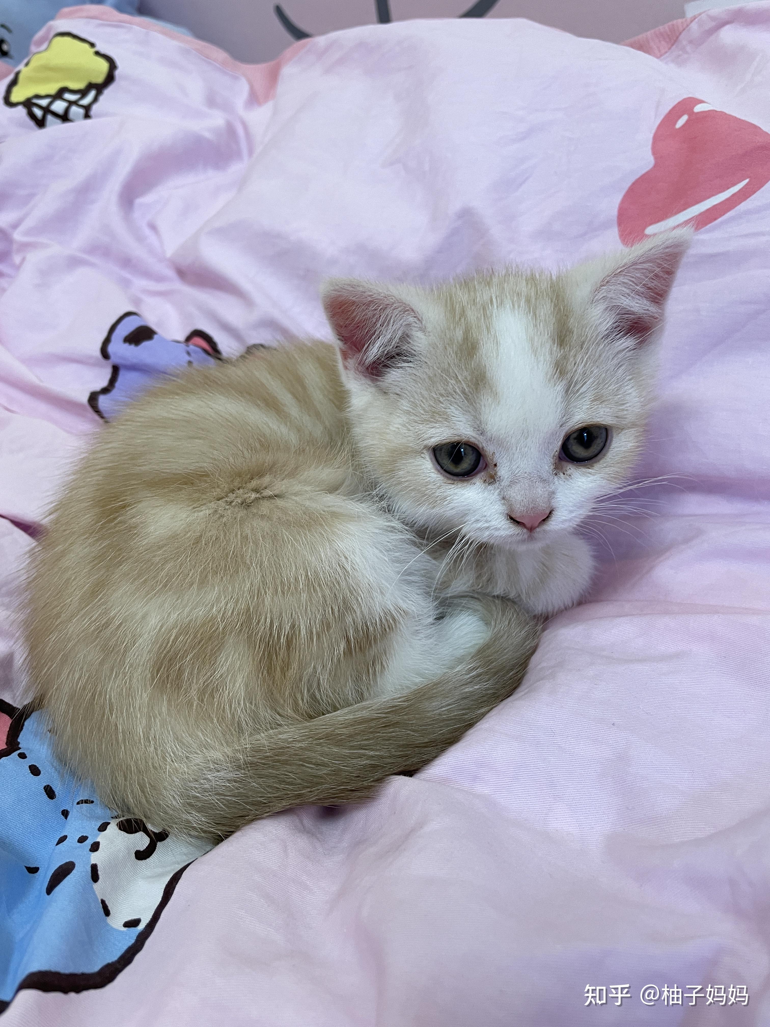 淡黄色美短是怎么回事