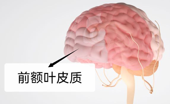 如何锻炼大脑的前额叶皮质? - 知乎