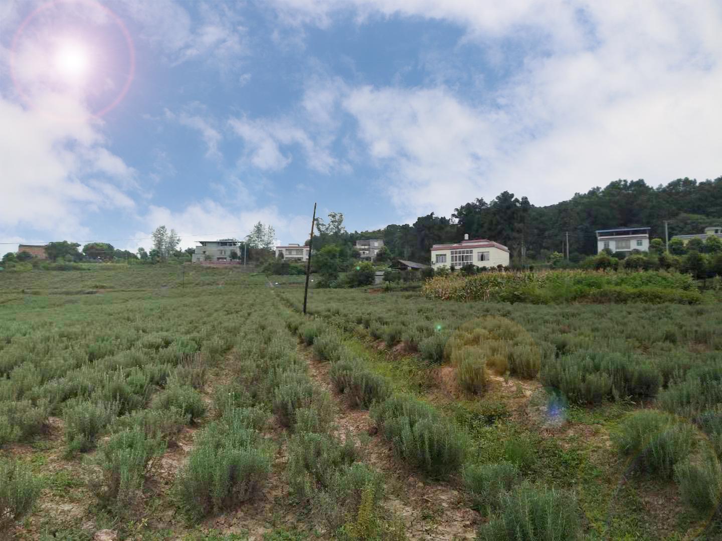 鑫盛集团永恒迷迭种植基地正在紧锣密鼓收割迷迭香