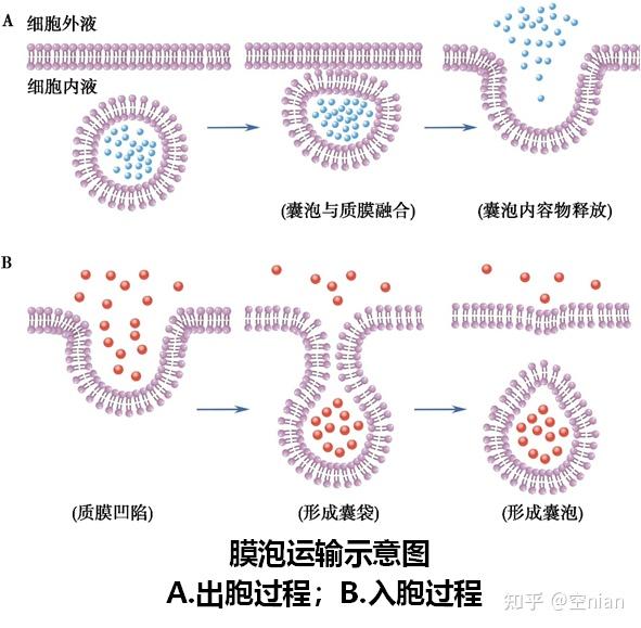 生理学全书笔记 第二章 细胞的基本功能 - 知乎