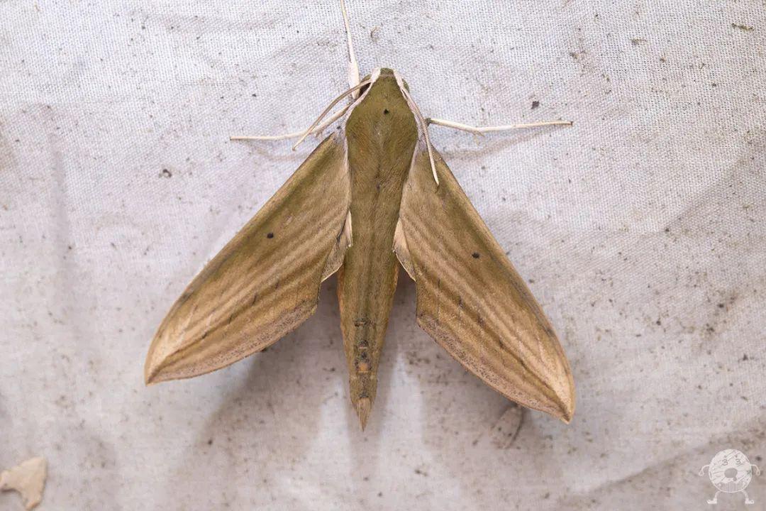 平背天蛾裂斑鹰翅天蛾困得要命,打算睡个回笼觉再起来看鸟,但到清晨的