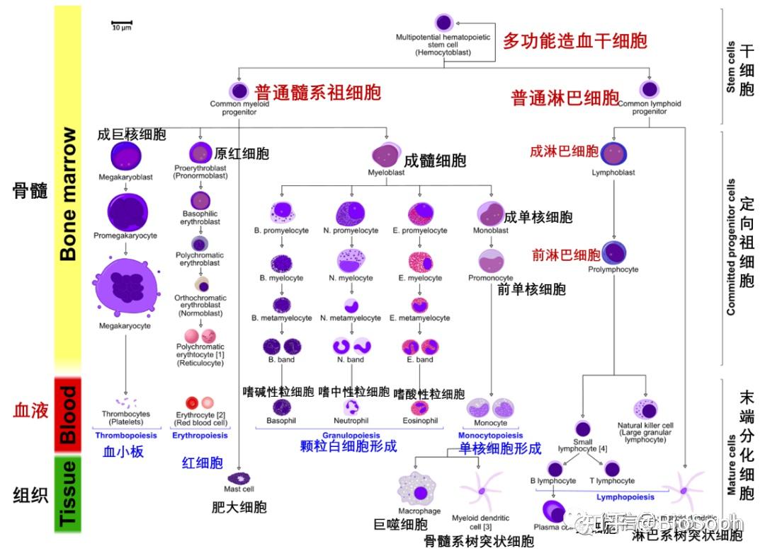 一文带你深入了解中性粒细胞的起源、发育及功能 - 知乎