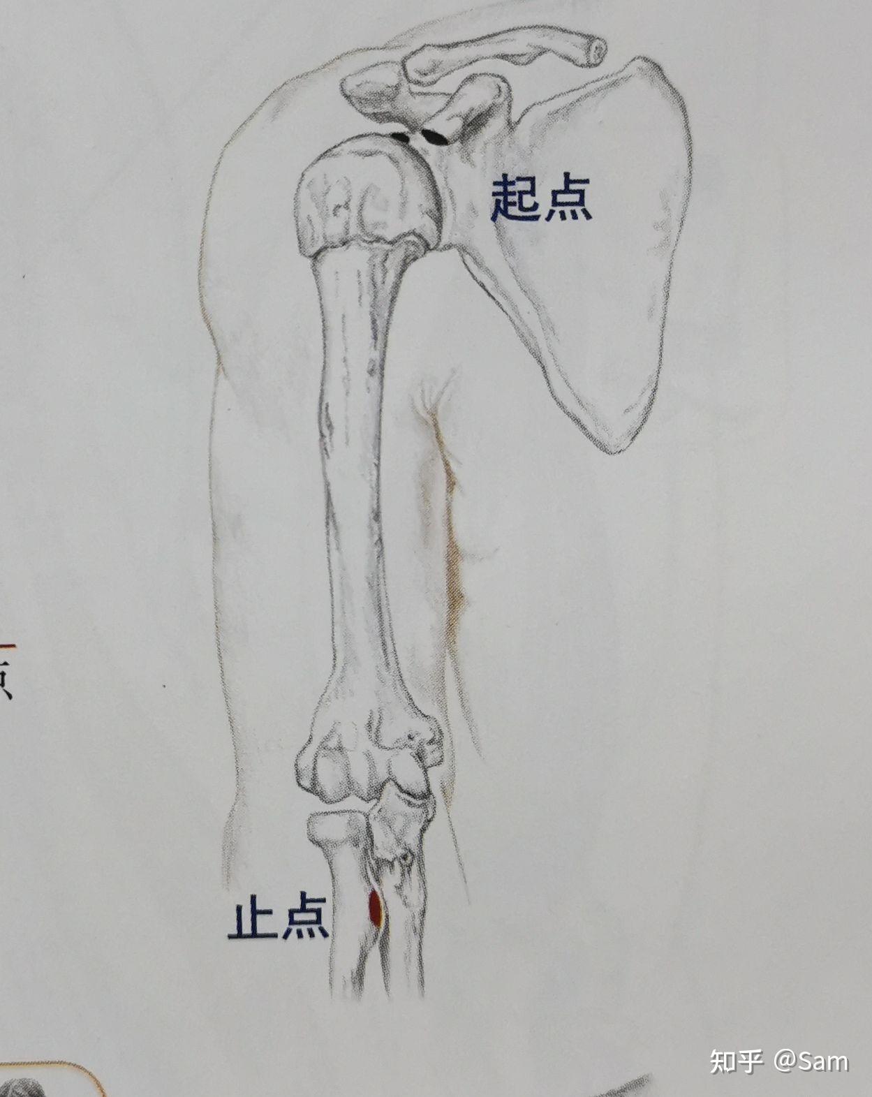 人体上肢静脉解剖图-千图网