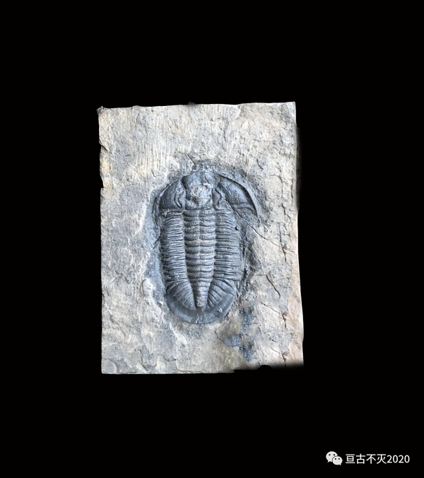 骨格 化石標本 古生物 三葉虫 長寿種 美麗 - その他