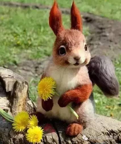 这只小动物是什么真相你绝对想不到