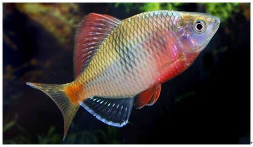 养鱼学而记硬骨鱼的皮肤