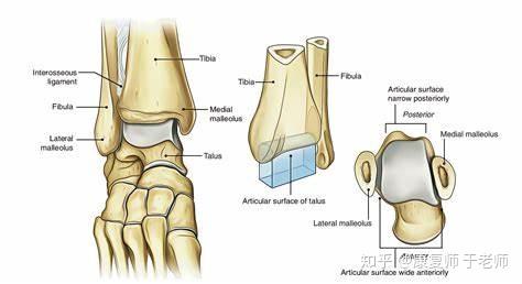 限时99元体验课之 关于崴脚你应该了解的知识 知乎