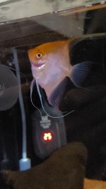 大红袍燕鱼鱼鳃鼠鱼