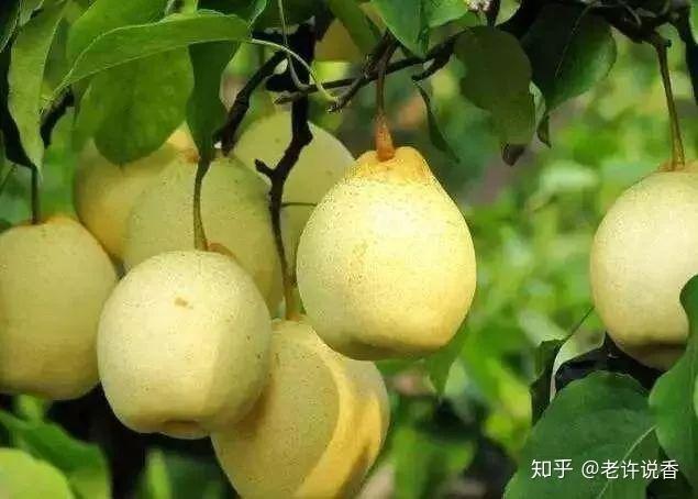 哪一种是真正的”鹅梨帐中香“？ - 知乎