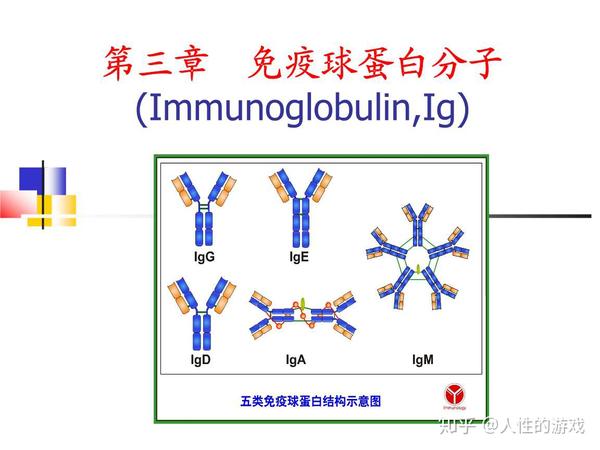 新型冠状病毒340免疫比浊法浊度免疫球蛋白m重链基本