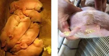 v2-12d138d49813c082f8d65793fdc5d0fc_1440w.jpg?source=172ae18b