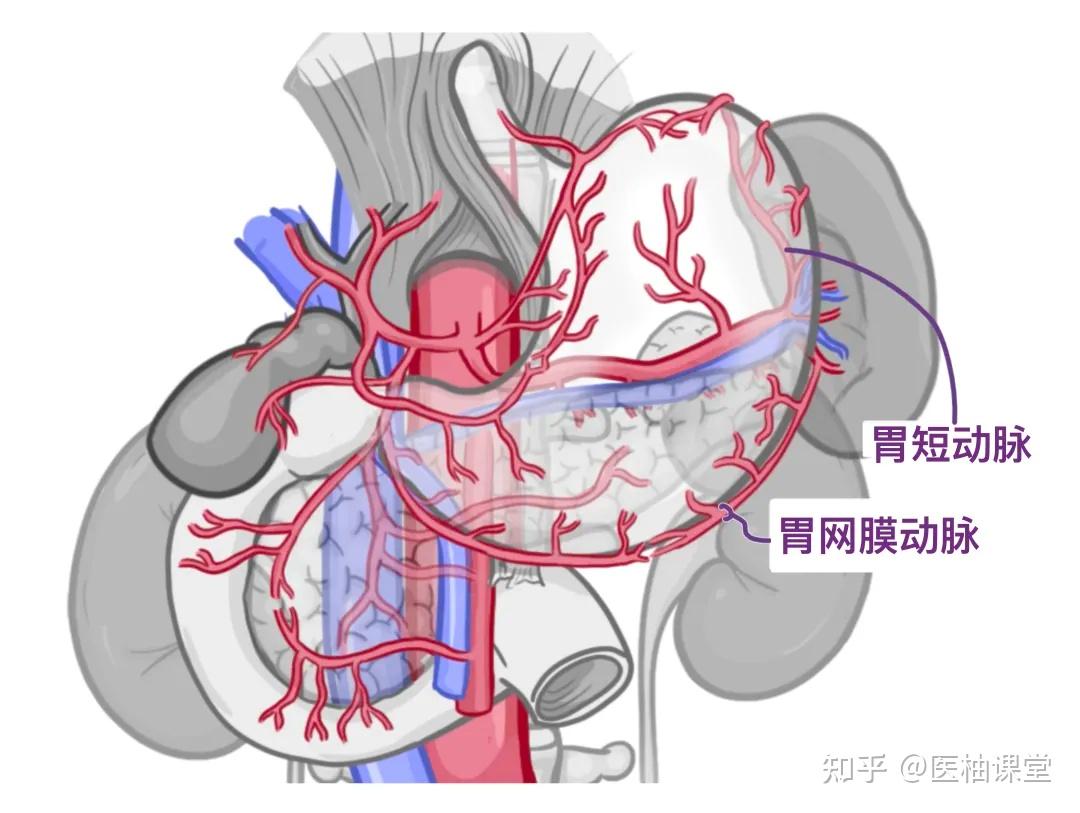 人体解剖学基础：消化道的血液供应 - 知乎