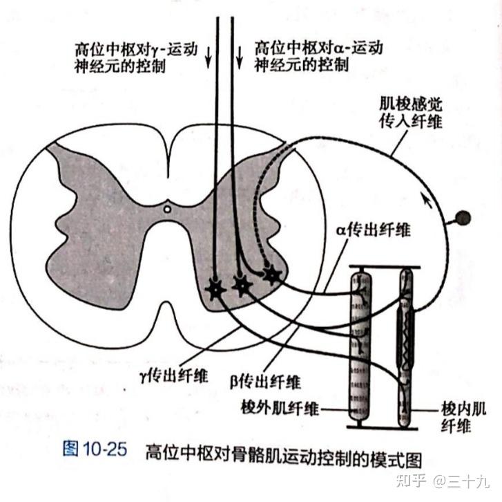 神经系统对躯体运动的调控 - 知乎