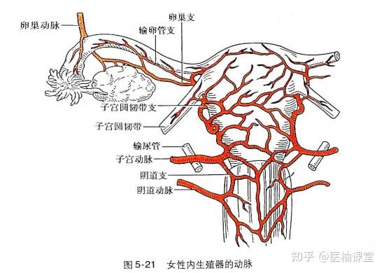 推荐收藏!细说子宫解剖,内附MRI解剖图谱 - 知乎