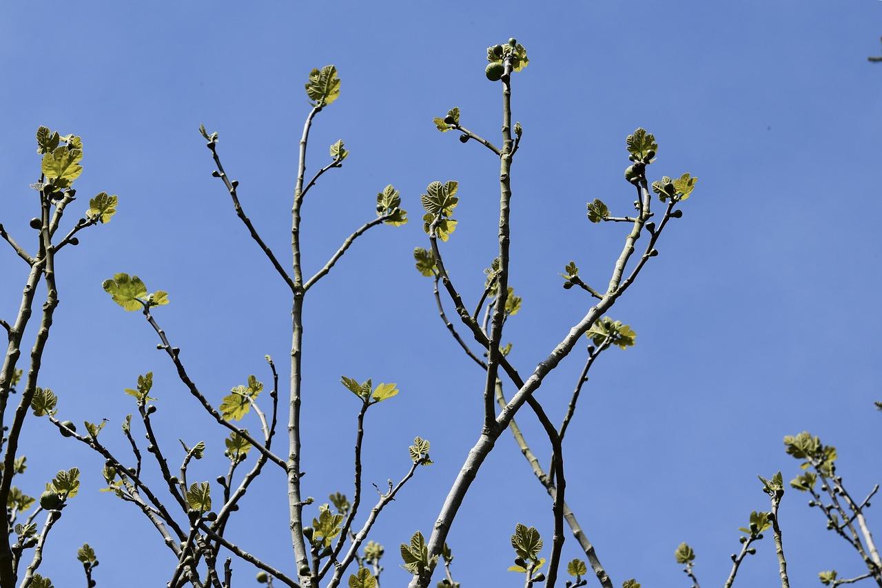 2. 修剪工具准备