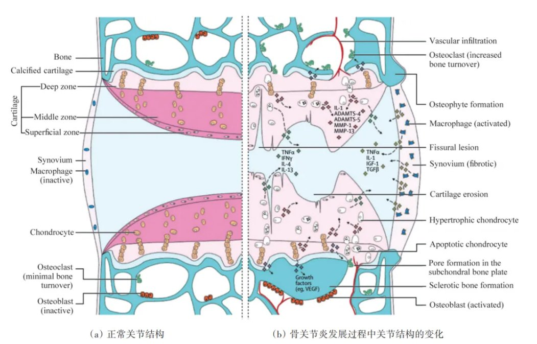 产品推荐 | 百奥益康骨组织解离试剂盒——突破骨组织多组学研究瓶颈 - 知乎