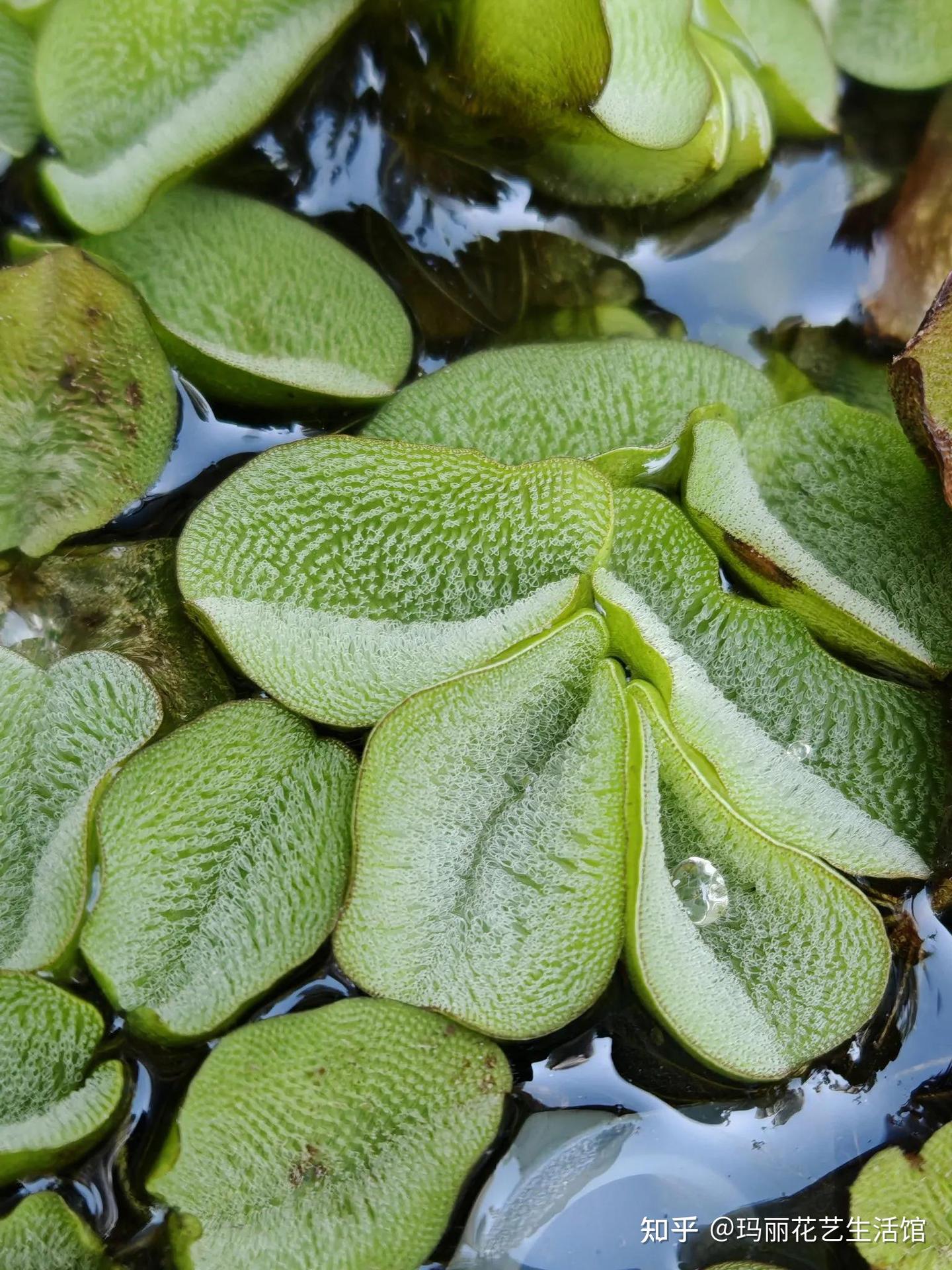 漂浮植物槐叶萍,可净化水质,轻松打造水生生态鱼缸 - 知乎