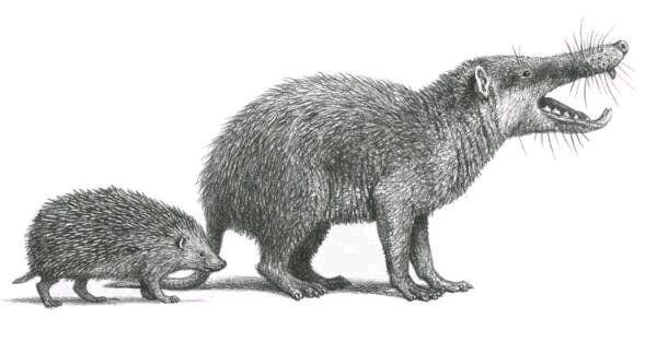 恐毛猬50:始新世有些基位偶蹄类,最老的偶蹄类是小型的兔子大小的动物