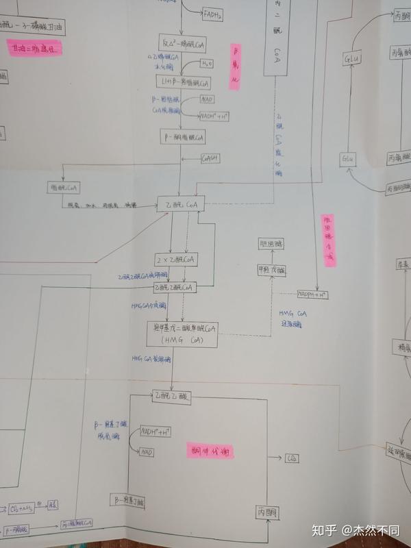 生化代谢图 - 知乎
