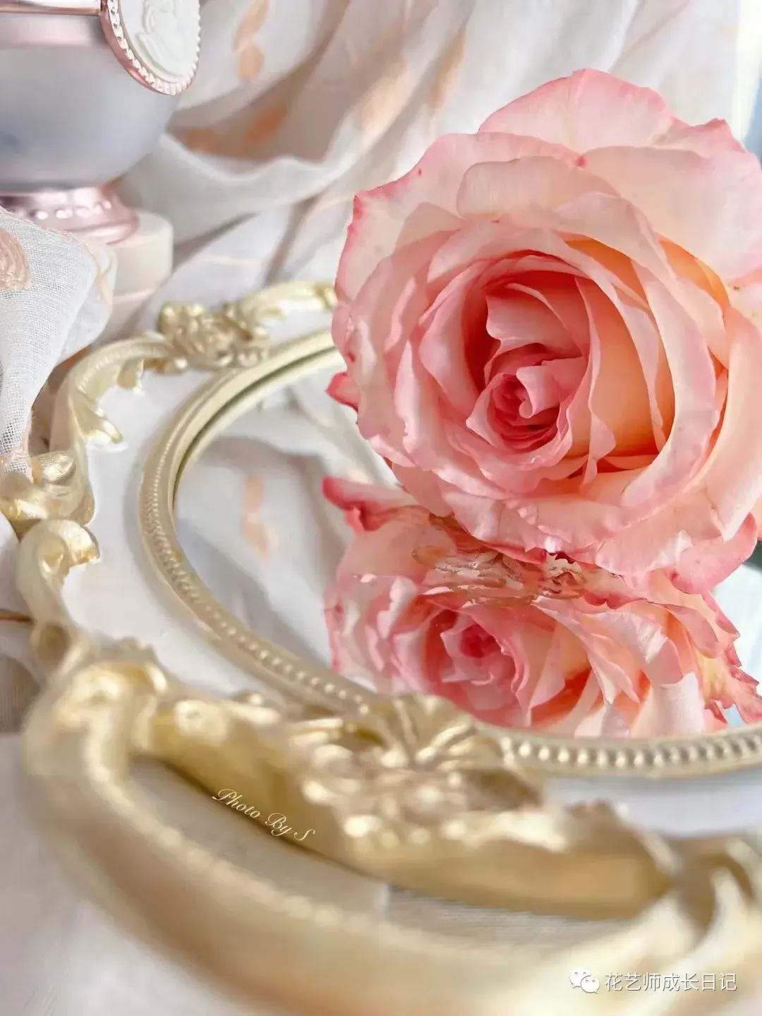 100朵玫瑰vol56肯尼亚乔伊斯玫瑰宇宙第一大花苞