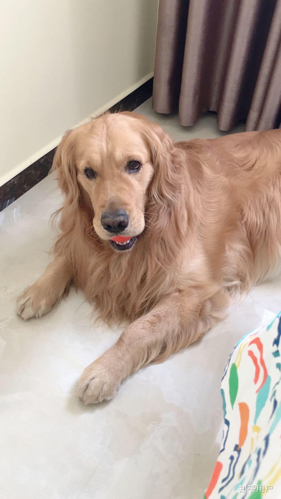 金毛长大后会很温顺吗