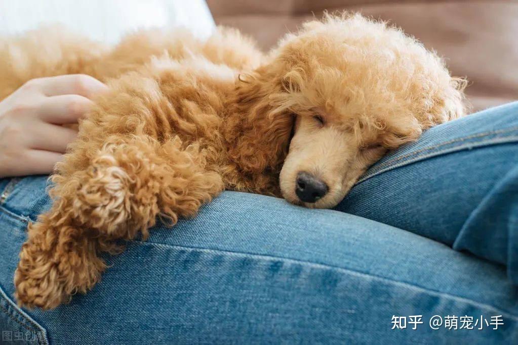 侧着睡觉的泰迪犬一般都很随意,处于放松状态,说明狗狗乐观开朗,对