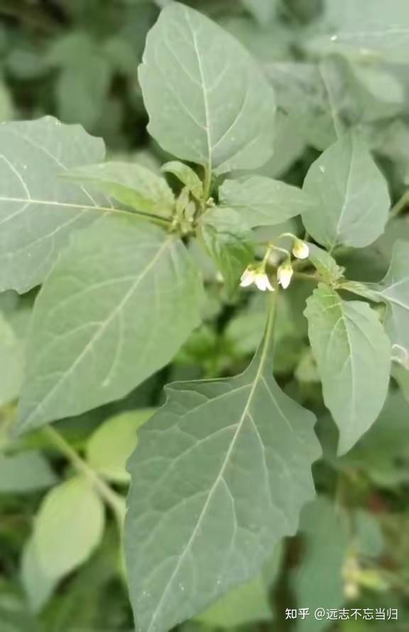 我国各地常见的可食用野菜种类有哪些