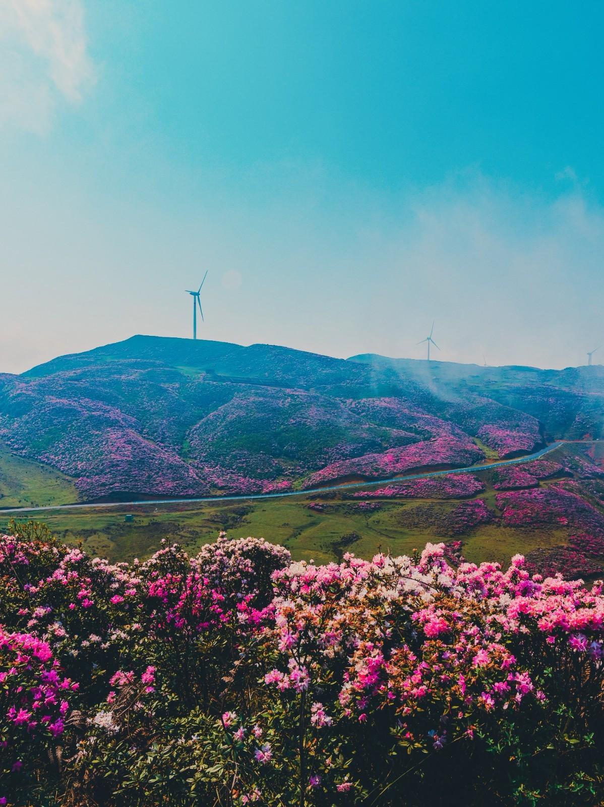 除了百里杜鹃,乌蒙大草原高山矮杜鹃,也不可错过!