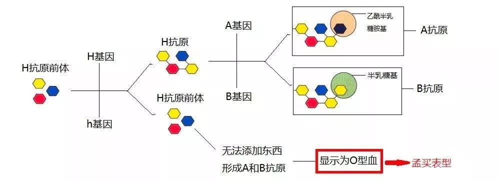 一,正常情况下的血型遗传血型是由基因调控的,对于abo血型,是由一对