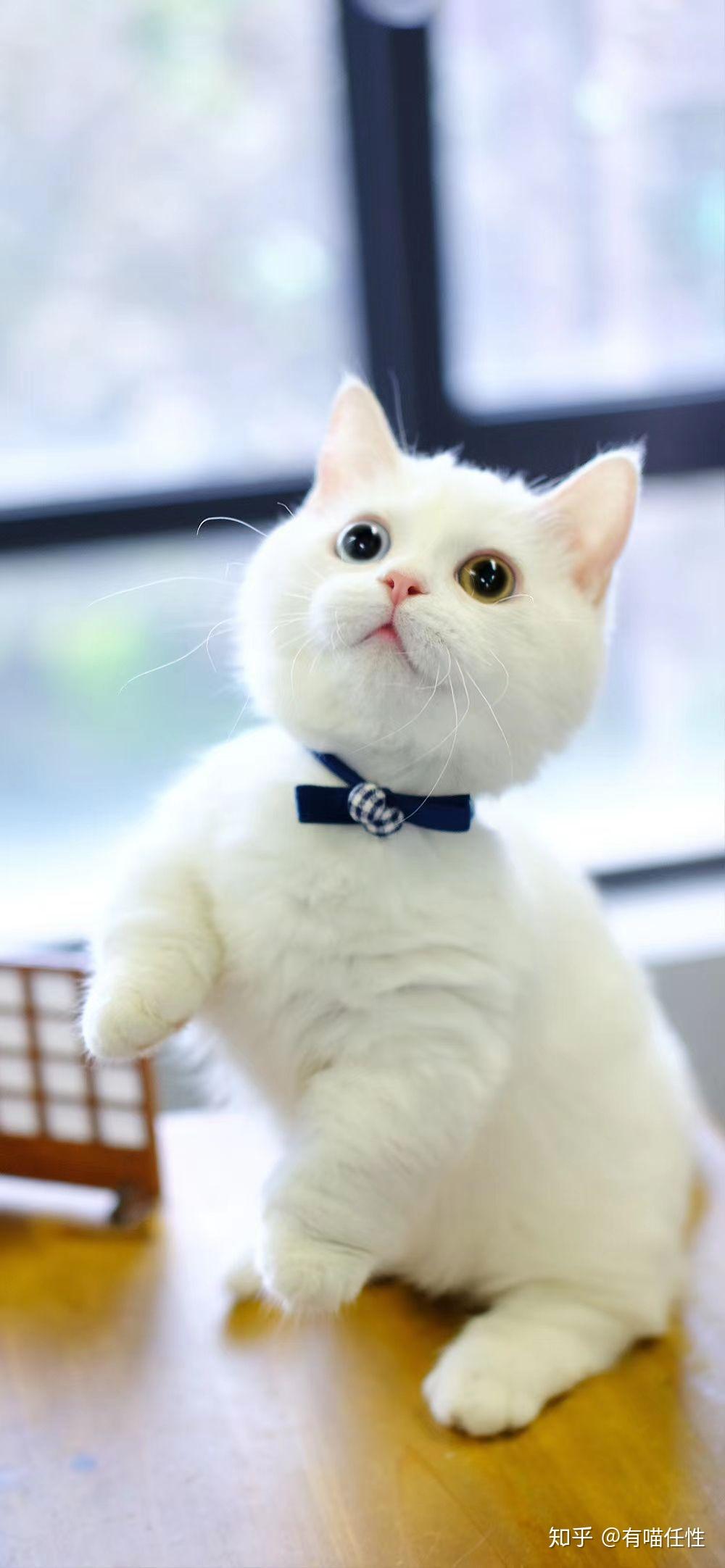 曼基康矮脚猫到底有多可爱 - 知乎